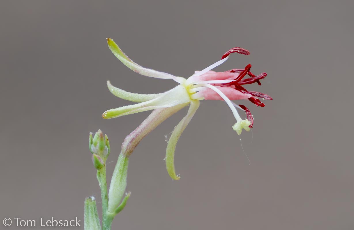 2019 03-26%2016-20-17%20%28A,Radius8,Smoothing4%2911-2-2-Edit-Edit