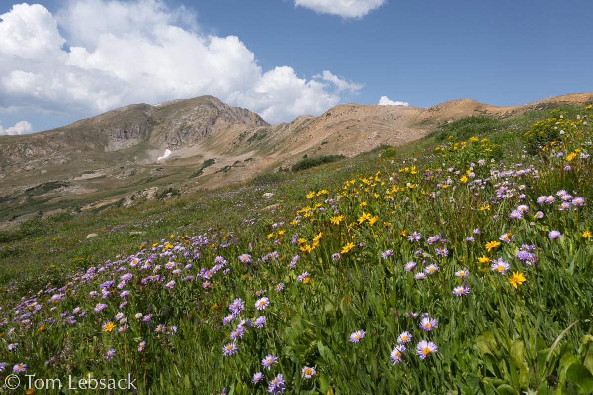 D81_7492 Edit-2-Edit