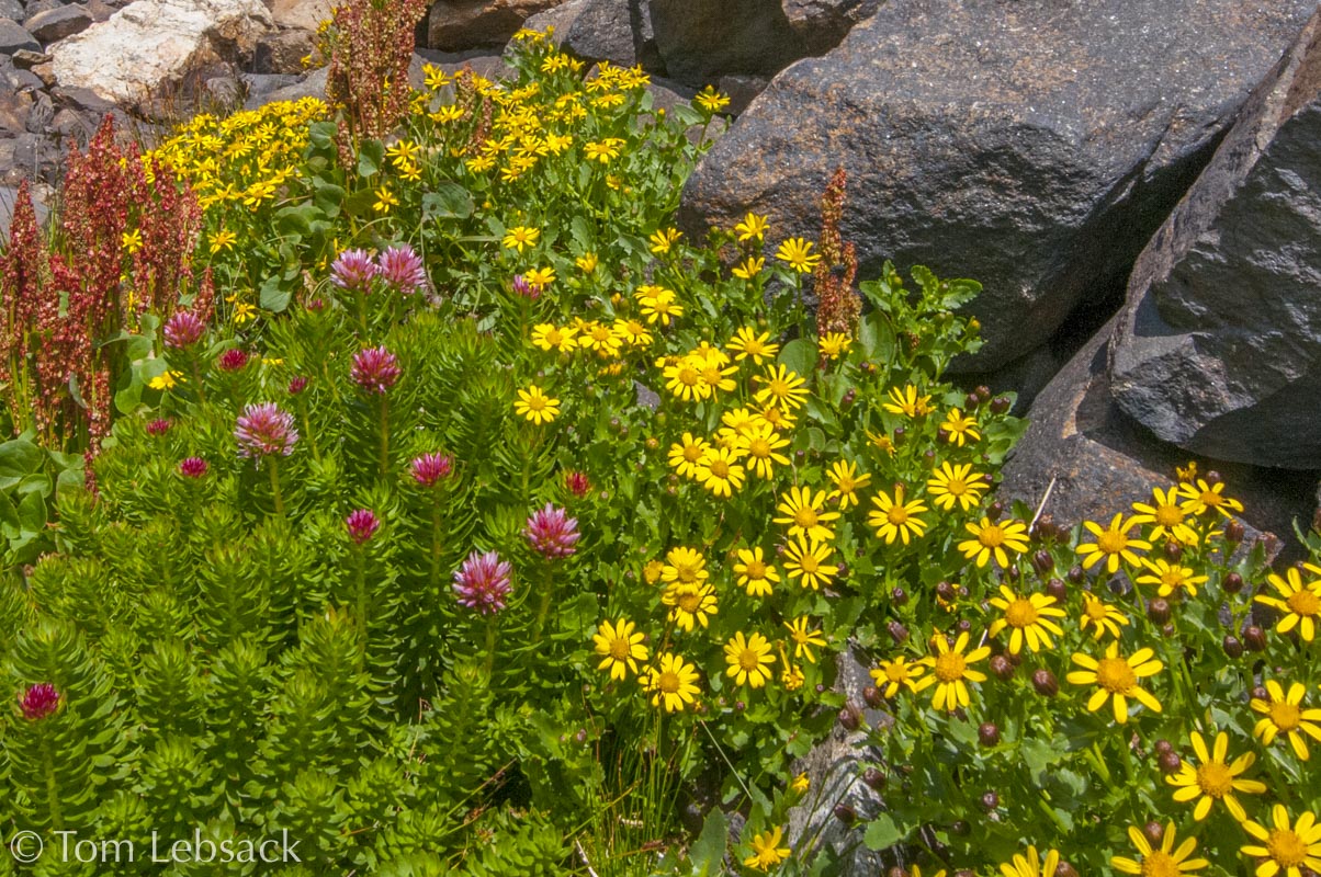 2017 05-16%2016-47-14%20%28A,Radius8,Smoothing4%299-2