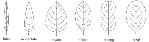 leaf_shapes1_med.jpeg
