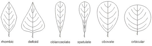 leaf_shapes2_med.jpeg