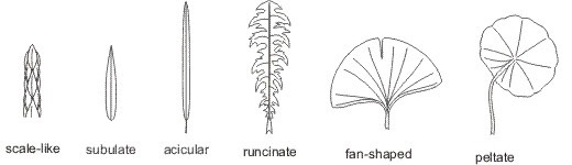 leaf_shapes3_med.jpeg