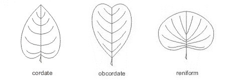 leaf_shapes4_med.jpeg