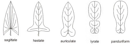 leaf_shapes5_med.jpeg